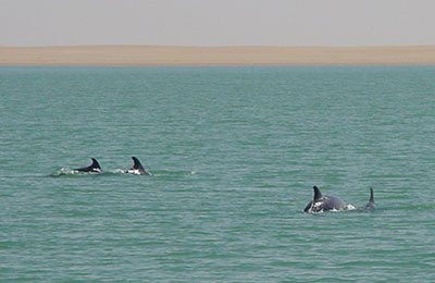 mauritanie