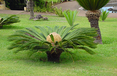 porto santo