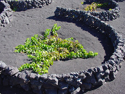 lanzarote