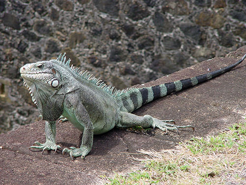 guadeloupe