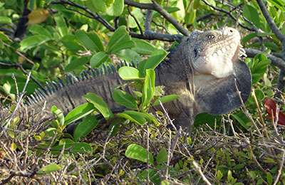 guadeloupe