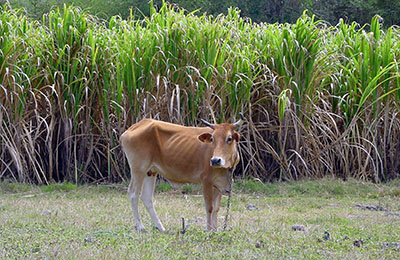 guadeloupe