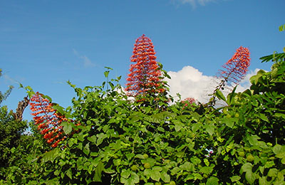 martinique