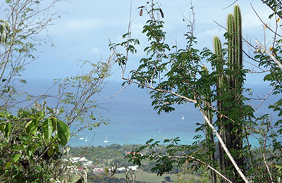 martinique