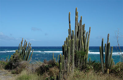 martinique