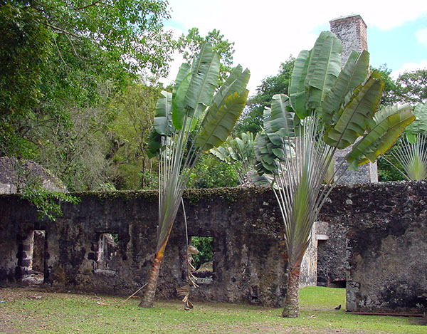 martinique