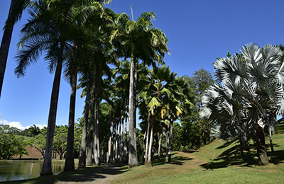 martinique