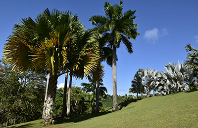 martinique