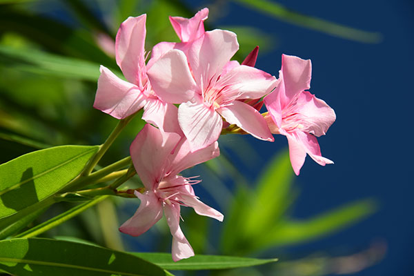 martinique