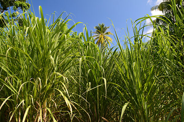 martinique