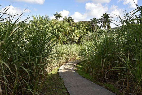 martinique