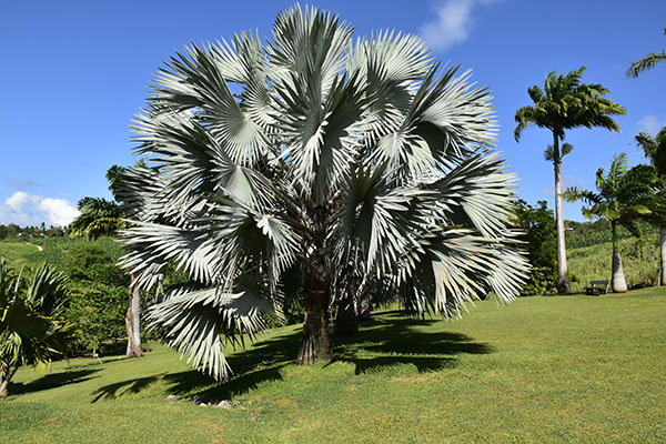 martinique