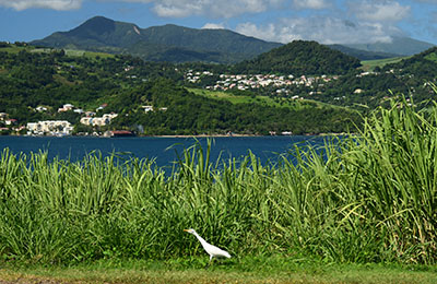martinique