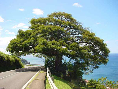 martinique