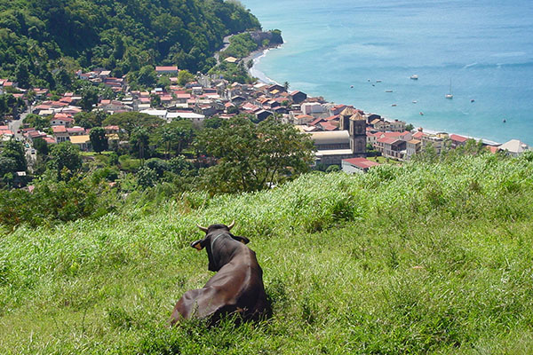 martinique