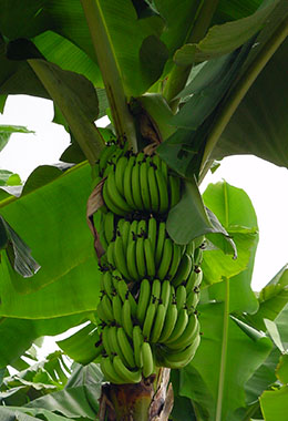 martinique