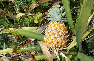 martinique