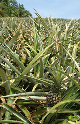 martinique