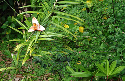 martinique