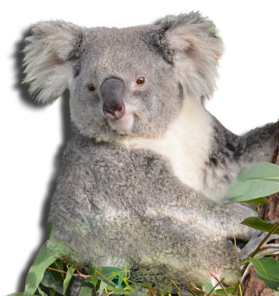 koala