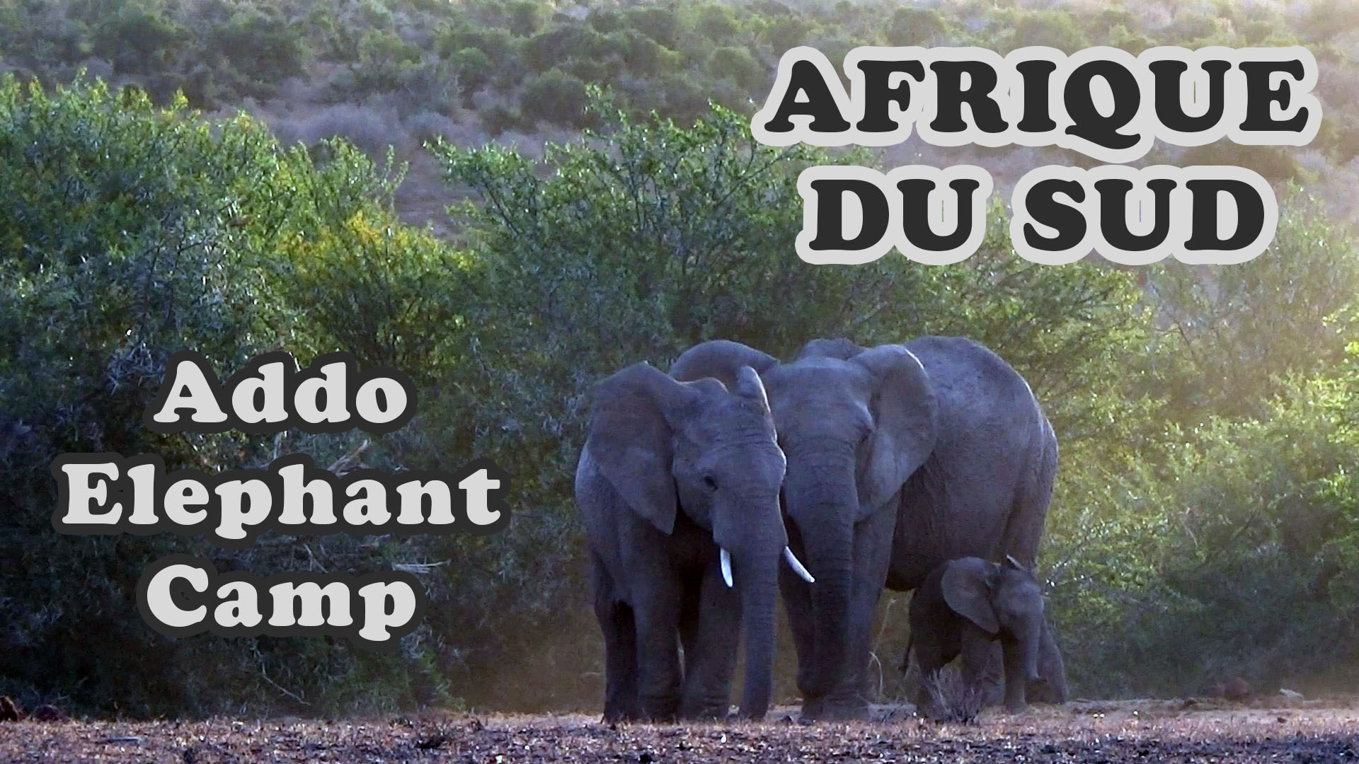 Vidéo Afrique du Sud