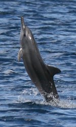 dauphin tahuata