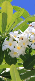 tuamotu ahe