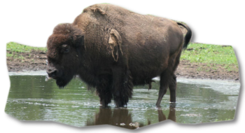 bison