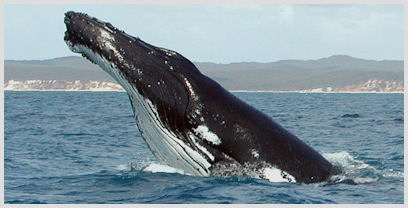 beluga