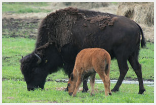 bisons