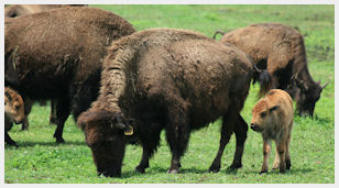 bisons