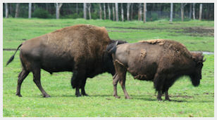 bisons