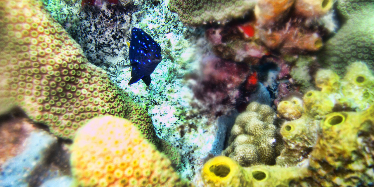Slide background